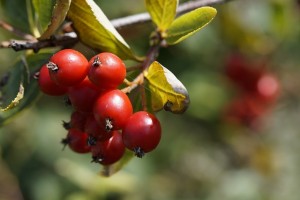 Hloh obecný – proč se přidává do erekčních tobolek?